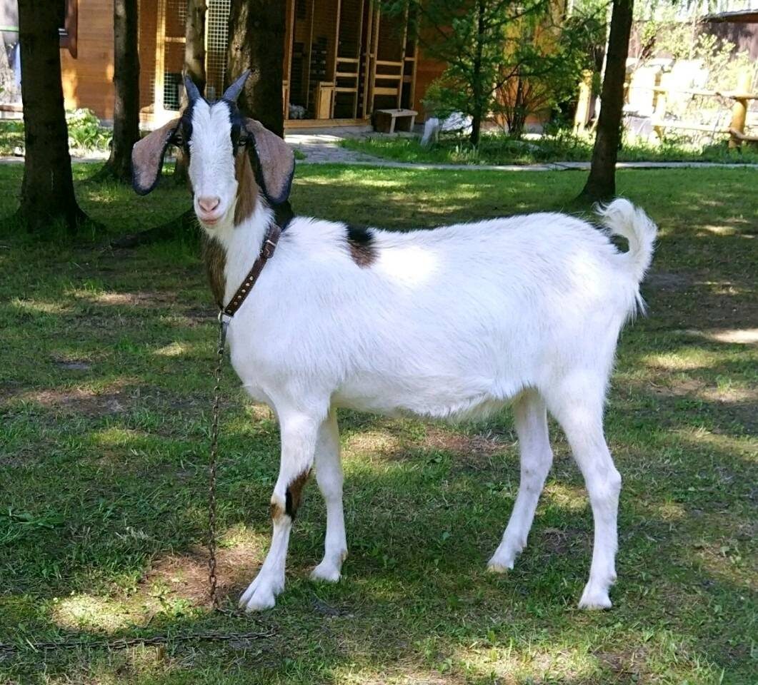 Это порода - нубийская коза