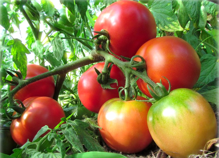 Растут без ухода, просто высади рассаду томатов