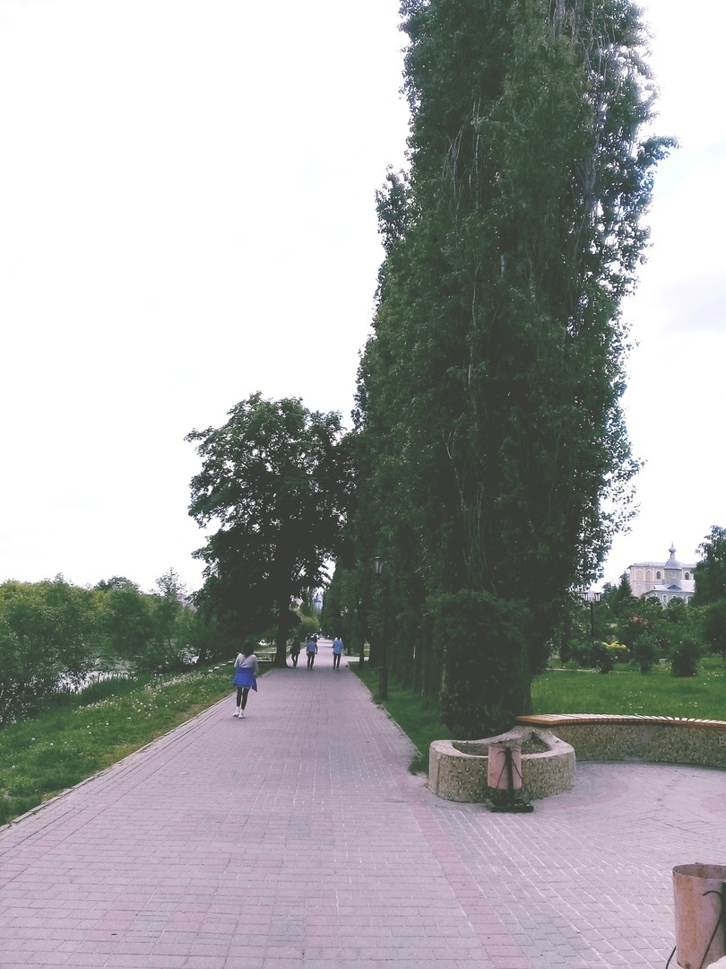 Пирамидальные тополя