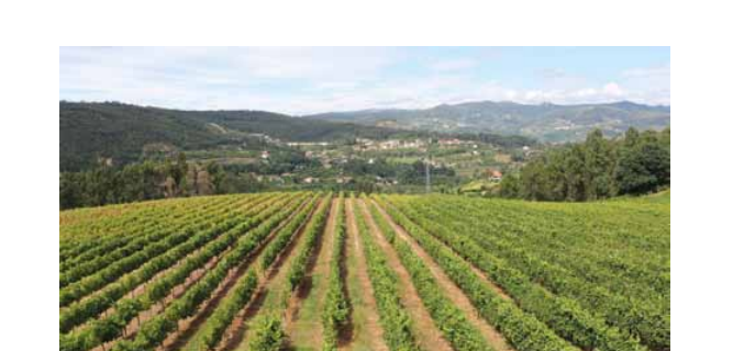 Виноградники Quinta da Lixa. Фото: https://www.quintadalixa.pt