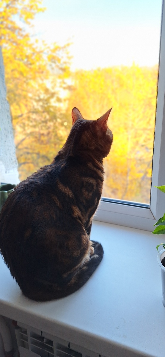 Кошка на окошке осенью