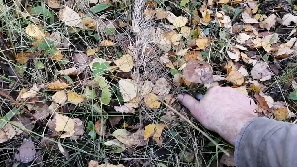 Грибная пора.