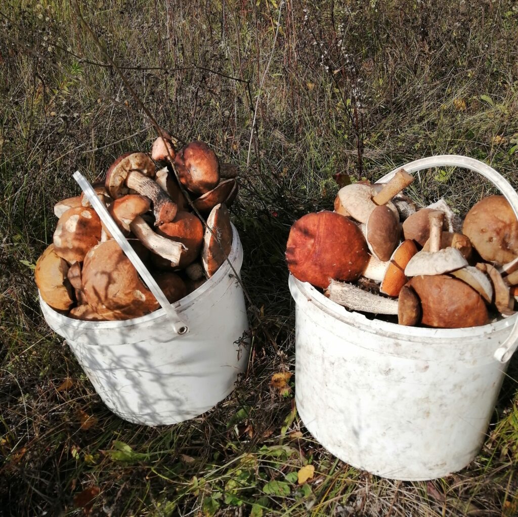 Тихая охота осенью.