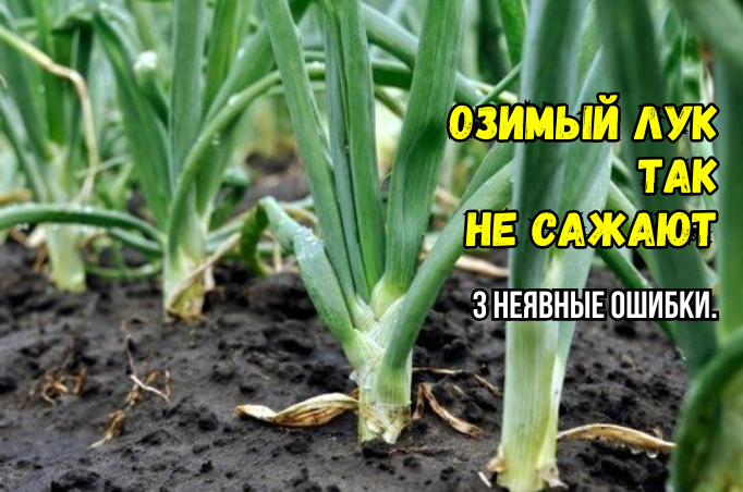 Что не любит озимый лук при посадке: 3 неявные ошибки - и лук подмерзает, стрелкуется, мелкий. А многие садоводы считают их правилами