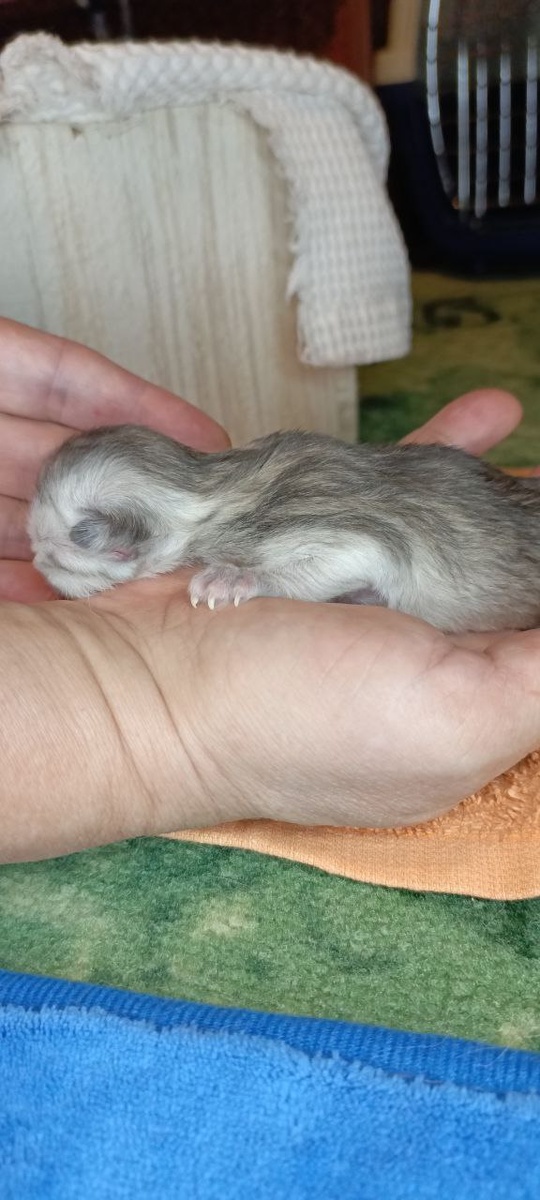 Котенок на руках после рождения