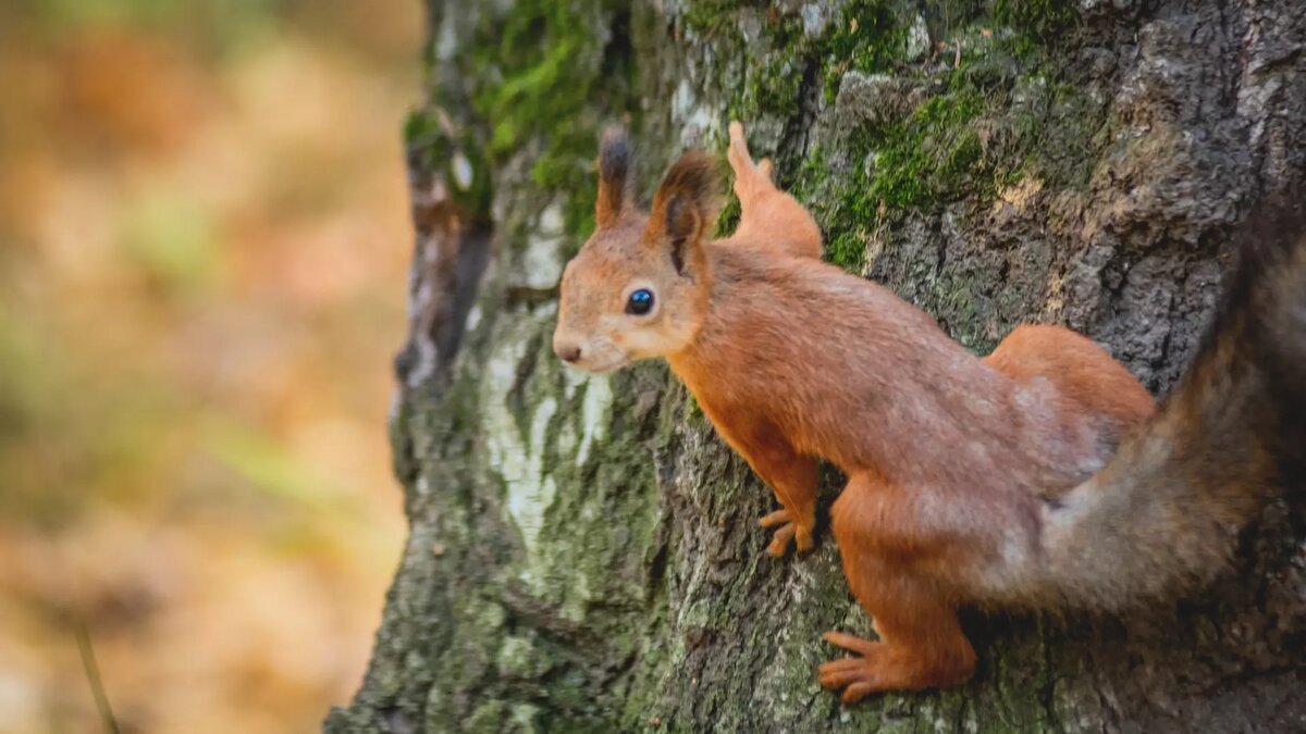     Источник: 1MI