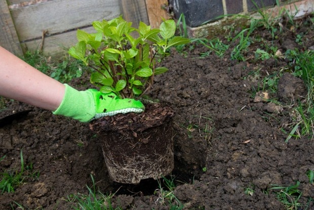 Секрет успешной посадки гортензии: что добавить в яму осенью