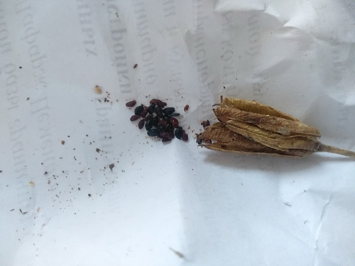 Семена аквилегии