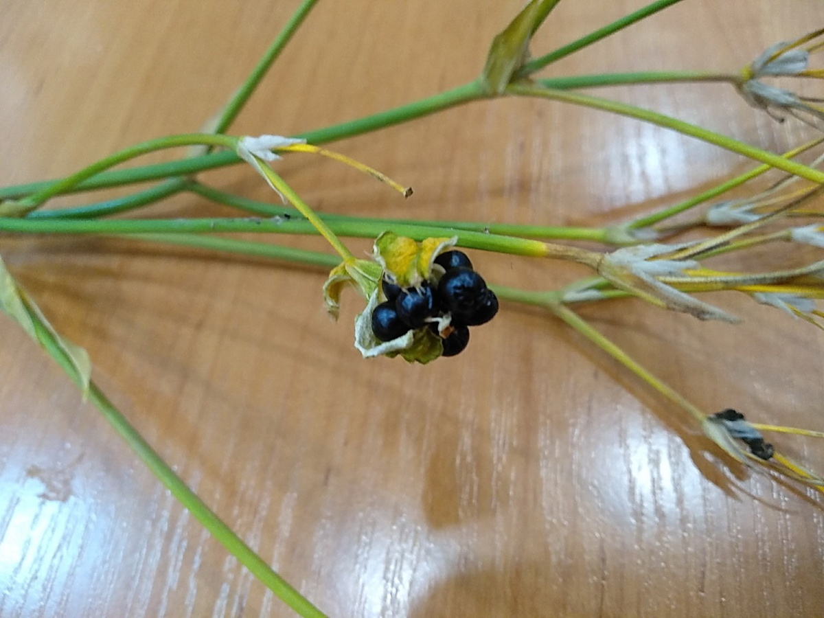 Раскрывшиеся коробочки беламканды