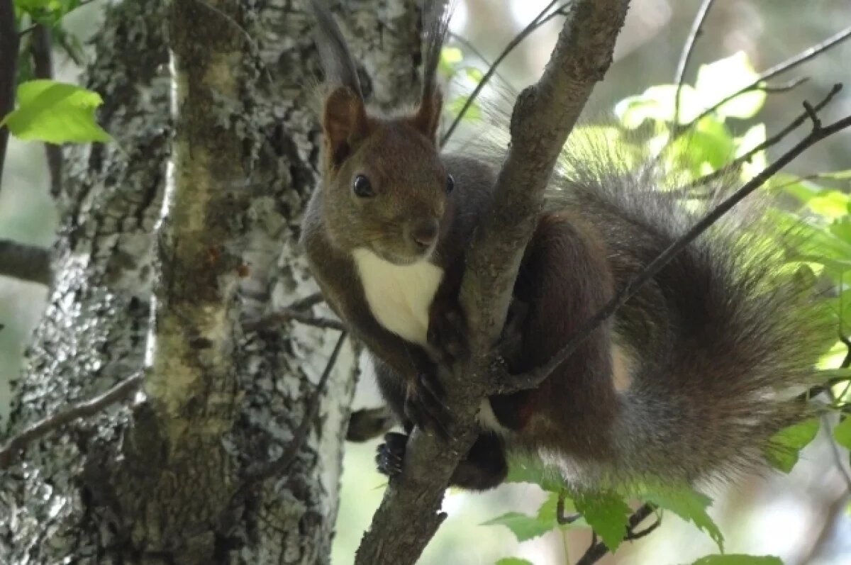    Мужчина схватил белку и унёс с собой из Центрального парка Новосибирска