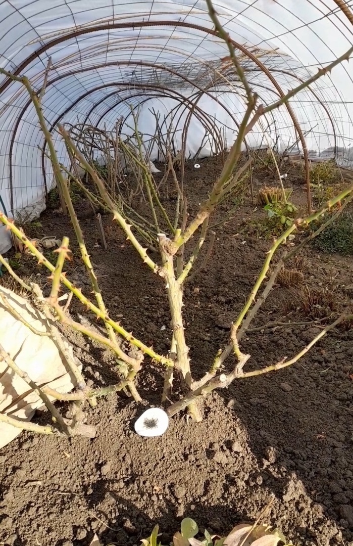 Вид укрытия роз изнутри