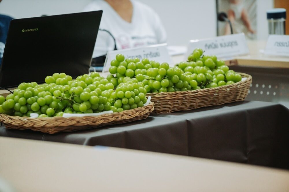 Так выглядит виноград Shine Muscat - большие плоды ягоды чуть меньше мячика для гольфа. Фотография с сайта matichon.co.th