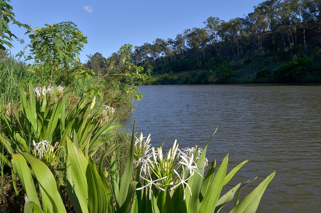 Болотные лилии на береку реки Брисбен, Квинсленд, Австралия, фото (как и следующие) - из домашнего архива