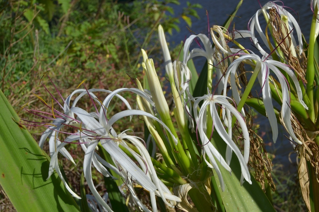 Кринум азиатский из семейства амариллисовые