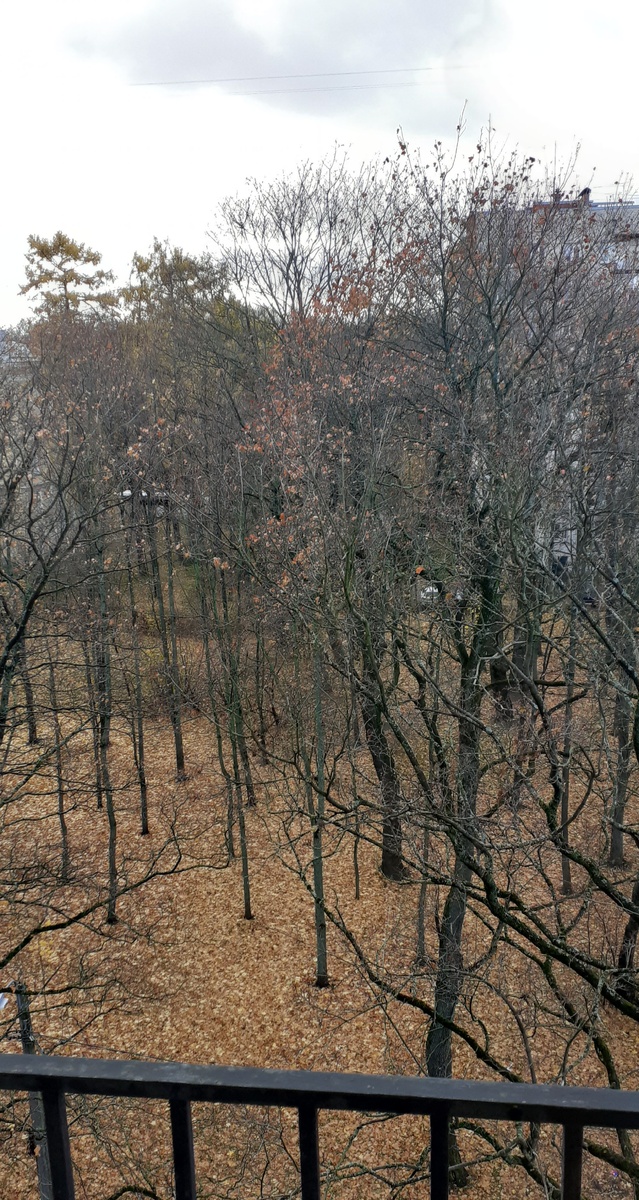 Фото автора. Уже совсем оголились деревья возле дома.