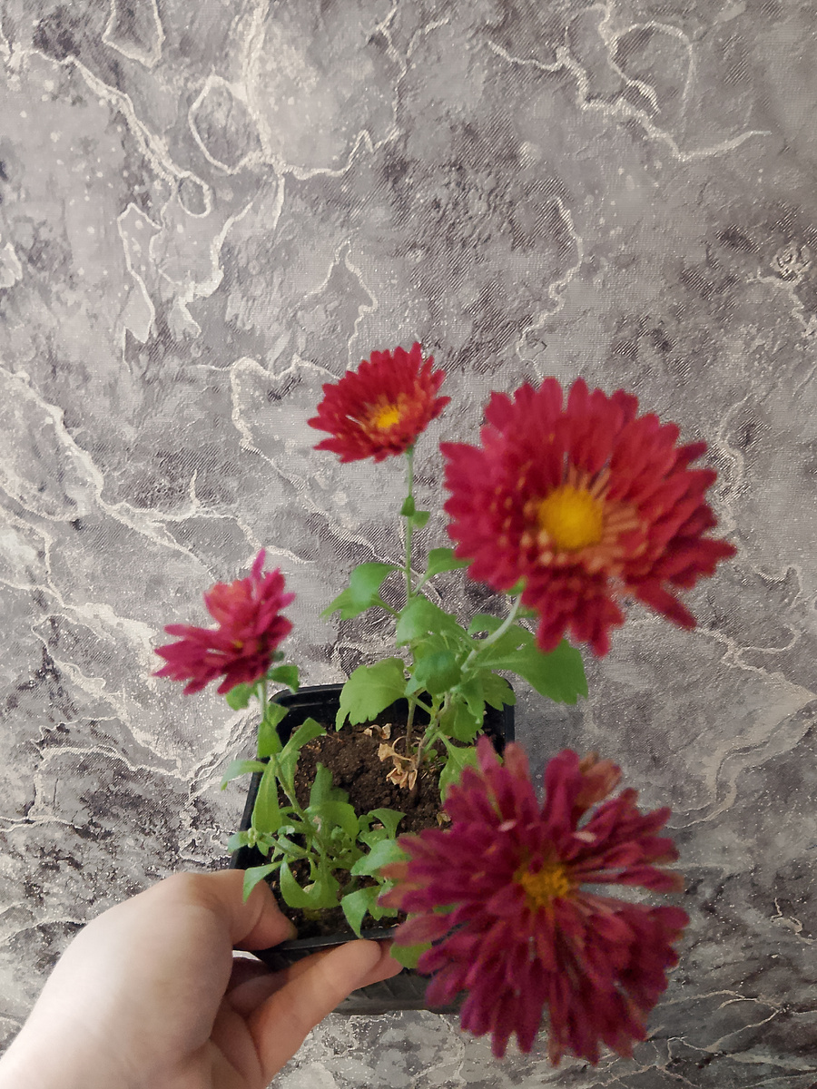 А на окне хризантема меня очень радует своими цветочками, может попробовать укоренить ещё несколько кустиков