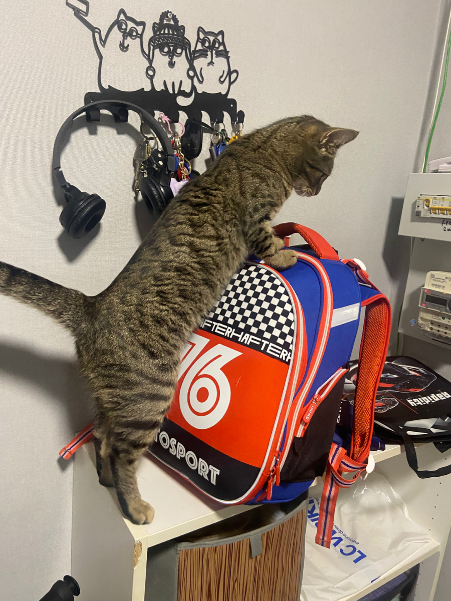 А почему меня не берут в путешествия по этажам? Я тоже хочу вести светские беседы в лифте