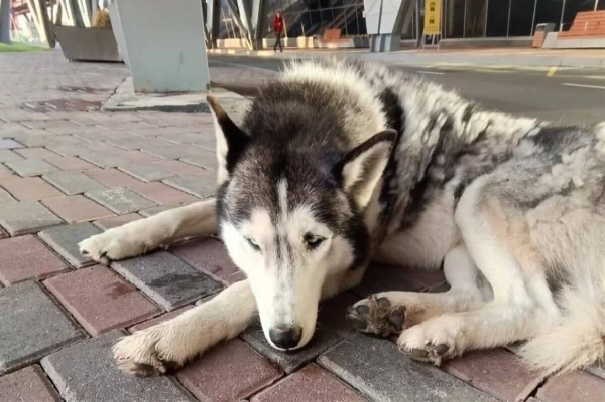    Брошенный, но верный.