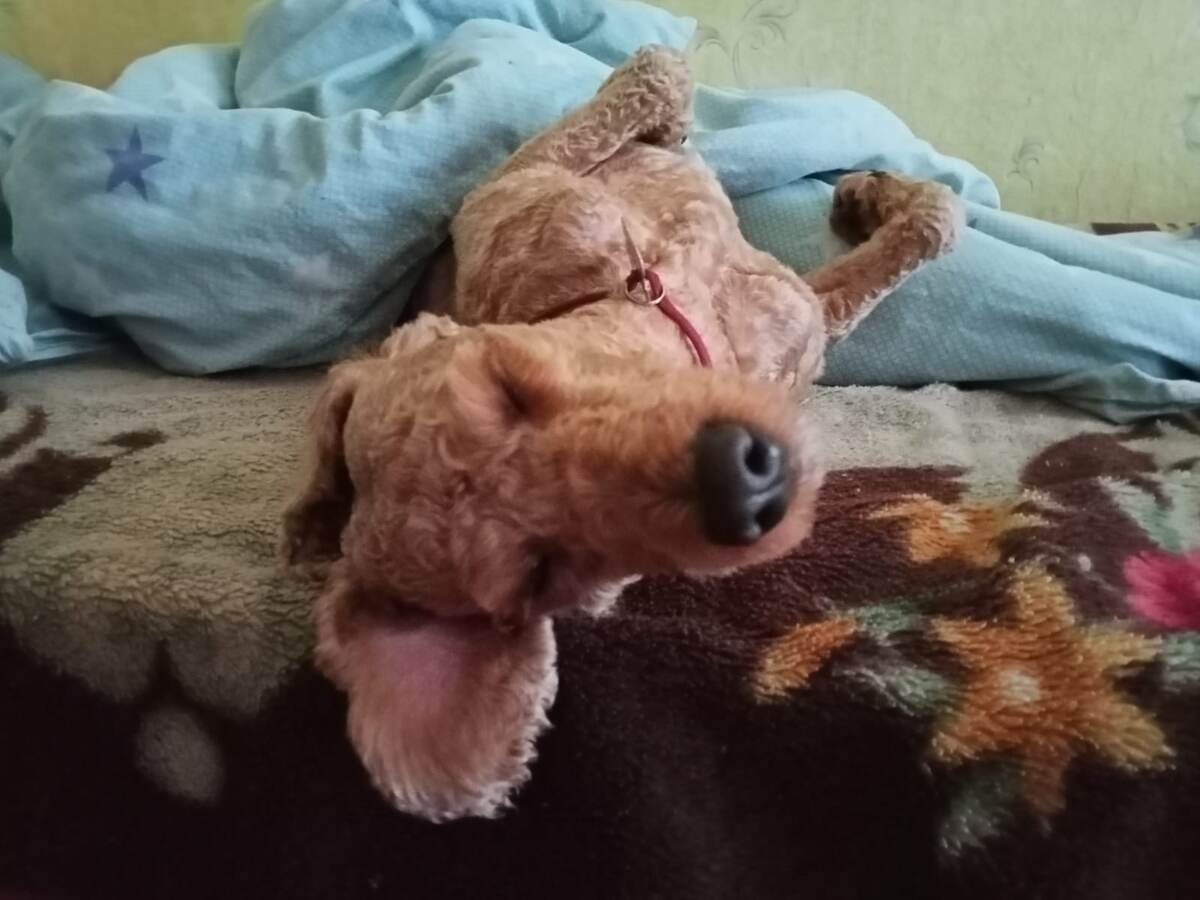 Румпель: - Ничего не знаю.