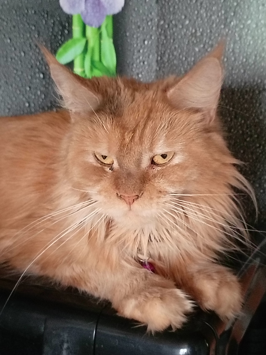 Фото из архива наших питомцев. Юля.