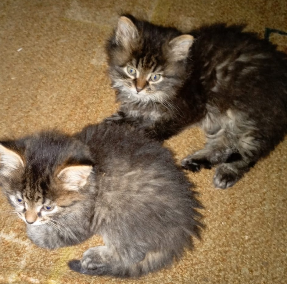 Фото из архива наших питомцев. Кто-то из них Клёпа.