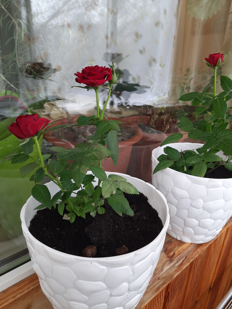 уже рассадила