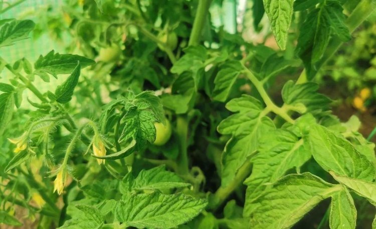    В индустрии защиты растений зарождается направление ЛОС