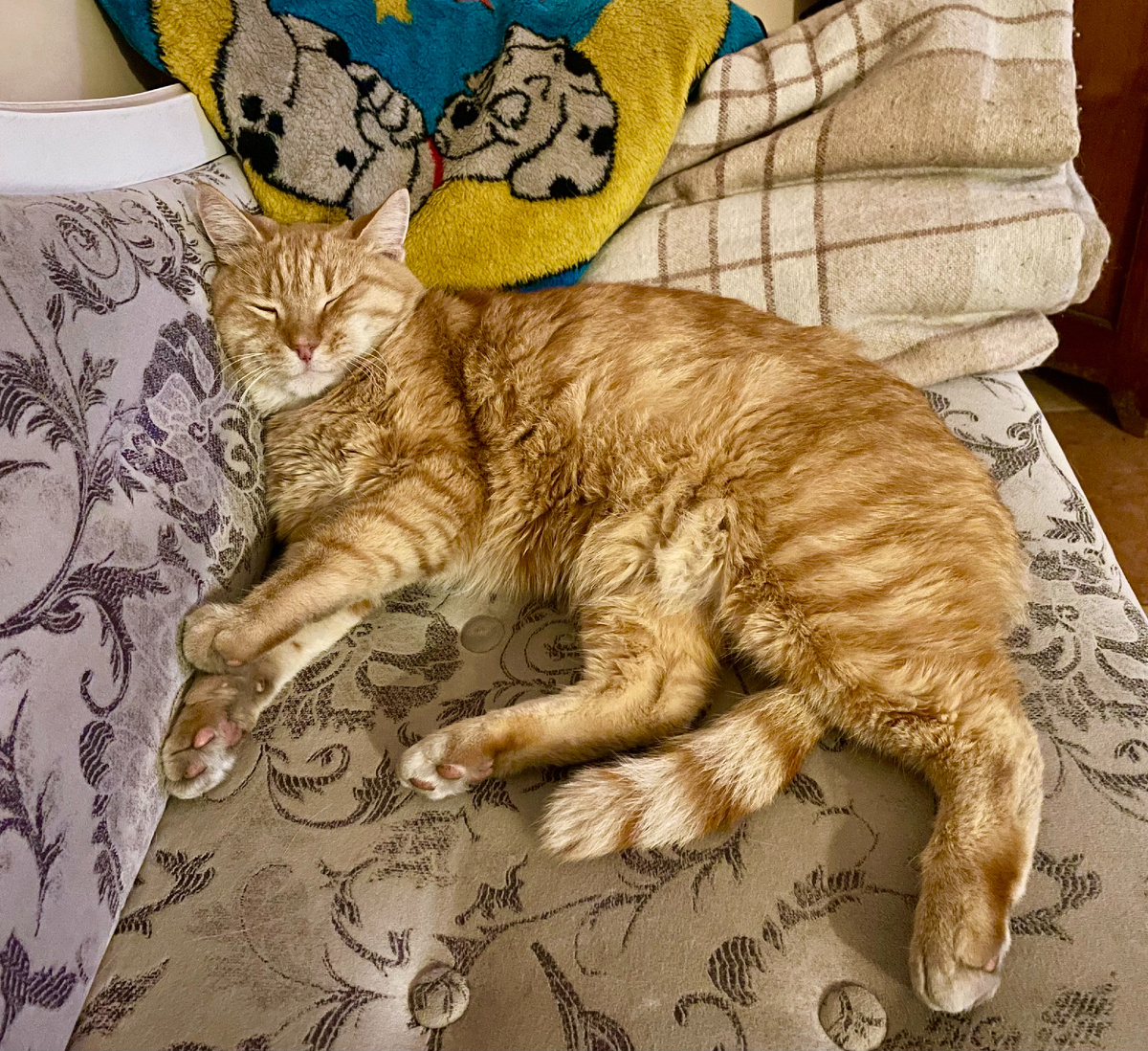 Лев Анастасьевич после  "лекции такой" развалился и уснул. Удивительно как коты умеют расслабляться и отключаться от нашей суеты!