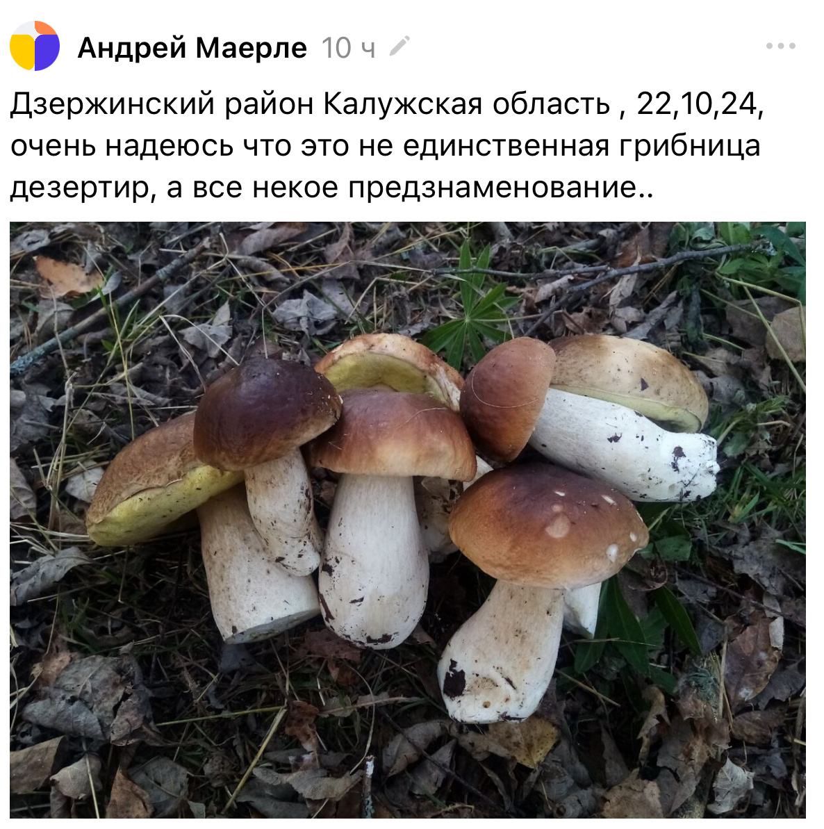 Точно не последняя грибница, ждём продолжения аномальщины осени 2024