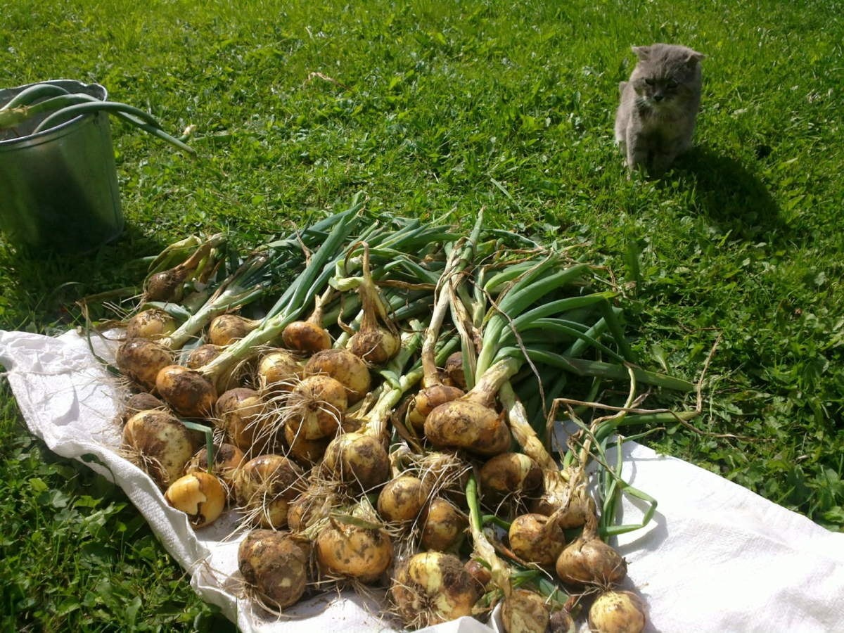 На хранение должны пойти самые лучшие экземпляры