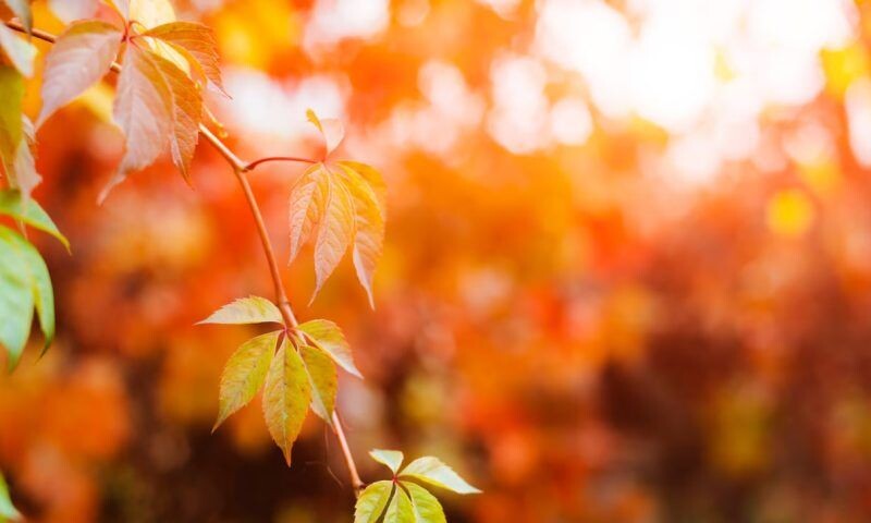    Фото freepik.com