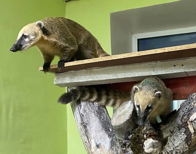   Фото: Александровск Официально / вк Полина Анкушина