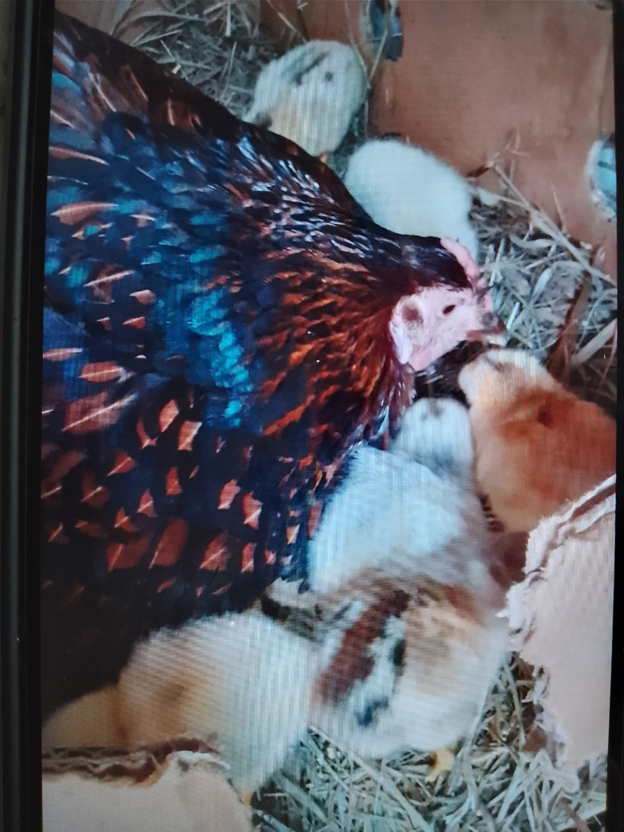 Та самая наседка с цыплятами из коробки.