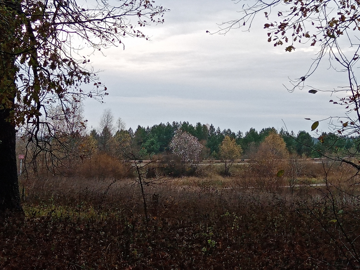 Цветущее дерево? А что может цвести в это время года?