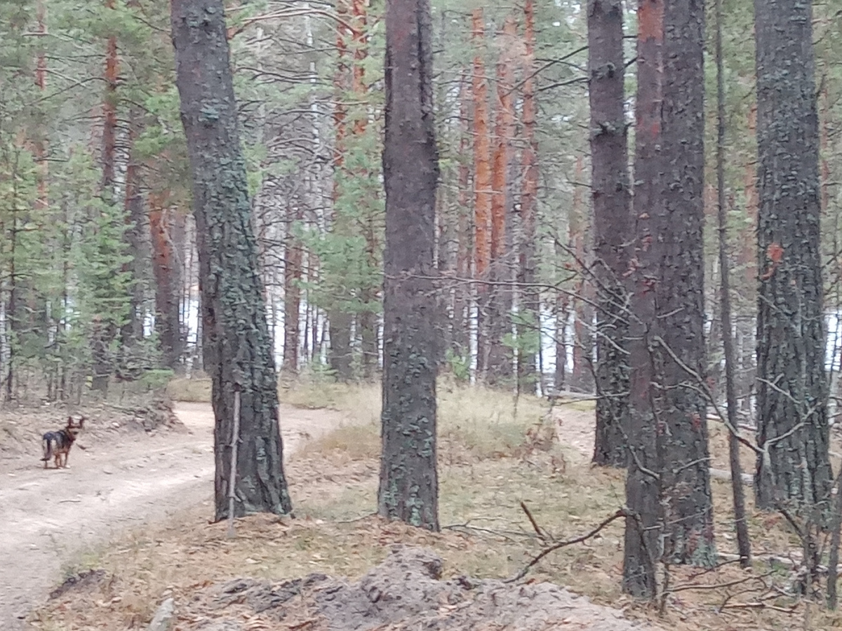 Цель близка. Грета поджидает отстающих.