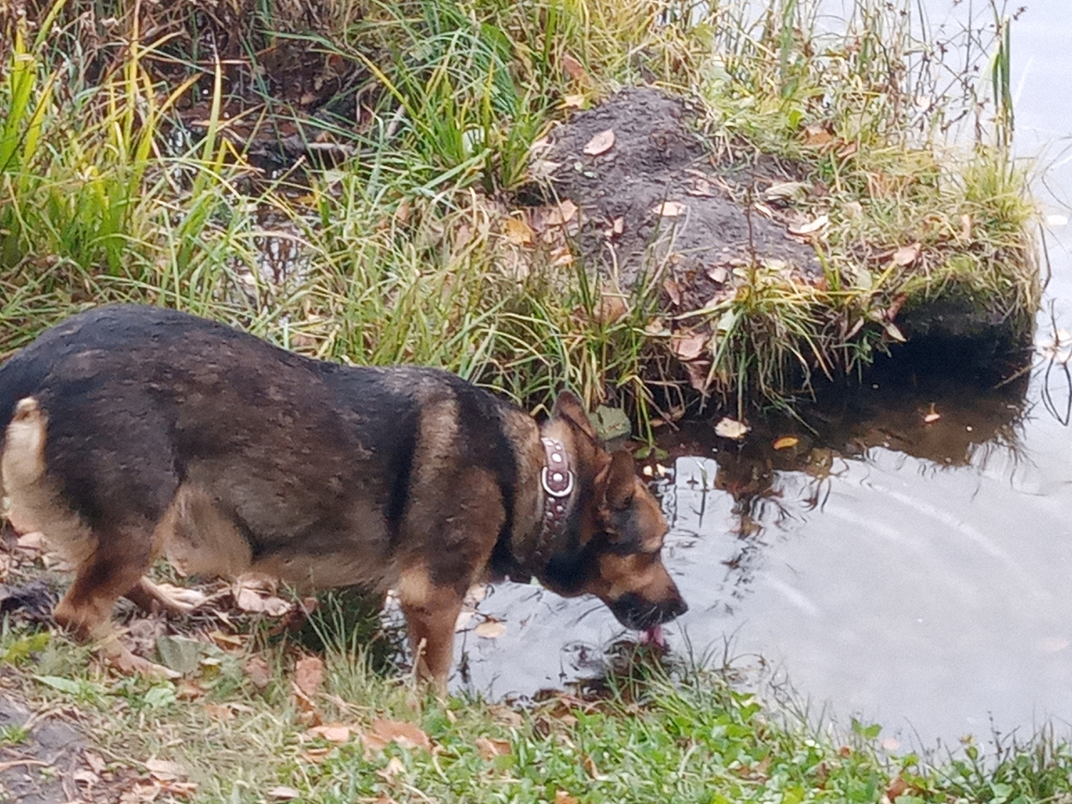 После долгого пути. необходимо утолить жажду