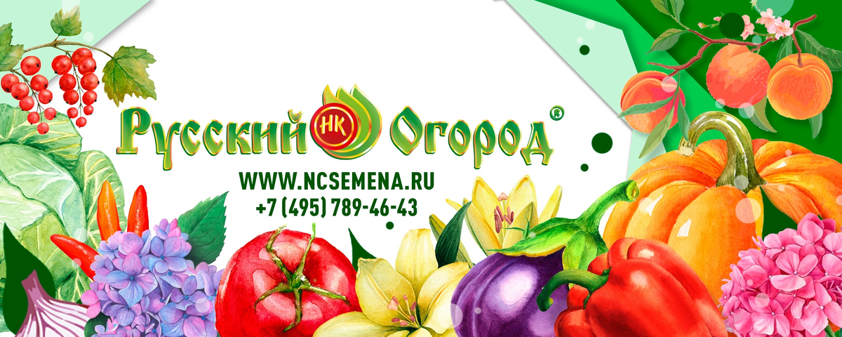 Фото взято с сайта продавца семян www.ncsemena.ru 