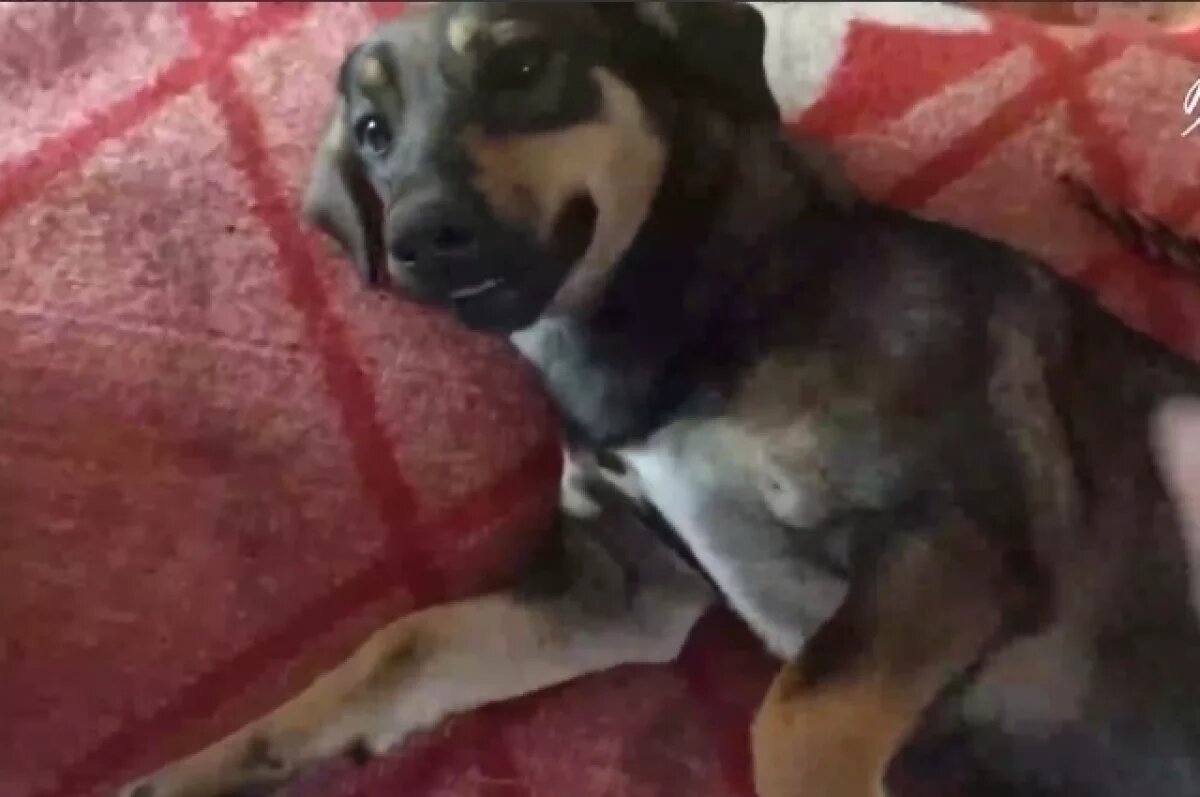    Камчатский боец несет службу в зоне СВО вместе с собакой Пулей