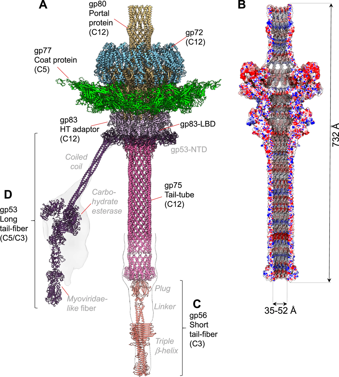 Структура DEV: большая головка или капсид, содержит геном, а волокна, похожие на ноги, поддерживают фаг, когда он приземляется на поверхность бактерии, готовясь заразить живую бактериальную клетку. Иллюстрация: Ravi K. Lokareddy et al. Nature Communications volume 15, Article number: 8482 (2024)
