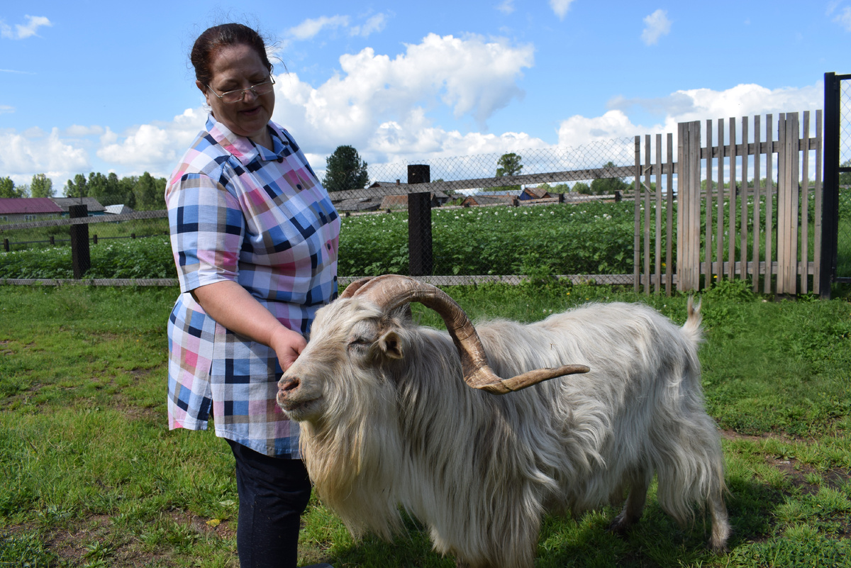 Татьяна Попова ценит козла Боню за его производительность, рассудительность и покладистый нрав /фото Елены Засимовой, «Присаянье»