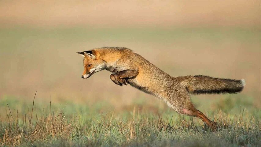     Корсак в прыжке. Охота Сибири