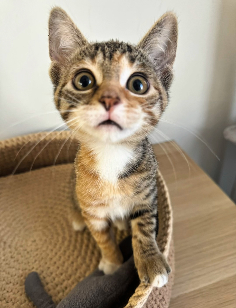 Но чаще всего мы зовем ее Козявкой вертлявой,Обжорой ушастой или Мелочью пузатой)))