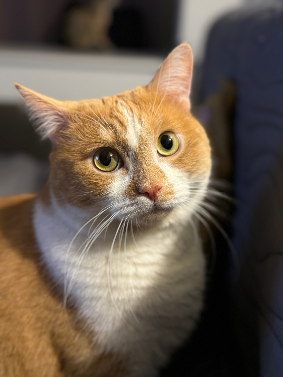 Грусть , тоска и одиночество… И укор. А что вы видите в его взгляде?