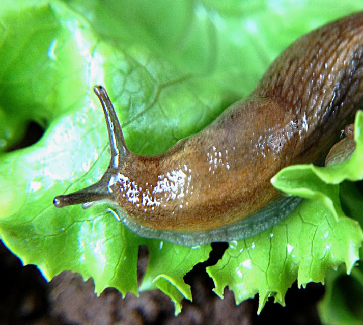 слизень на салатном листе