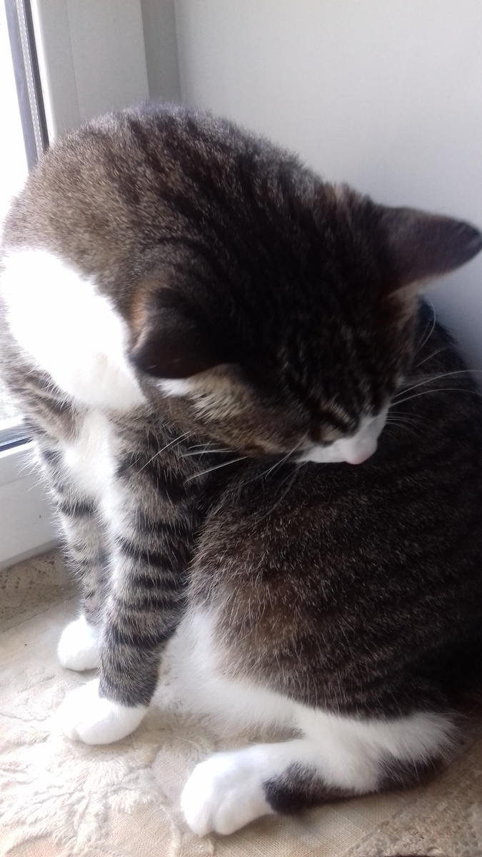 моя кошка. Фото автора.