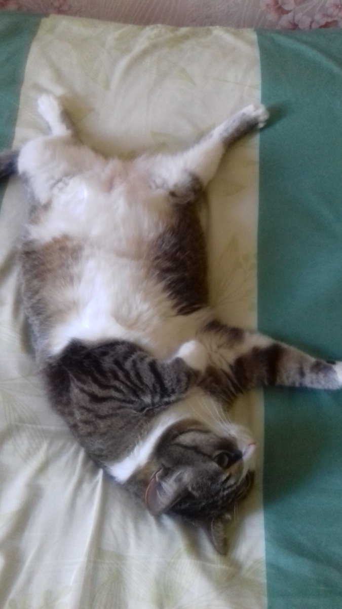 КОРОЛЕВНА СЕМЬИ,