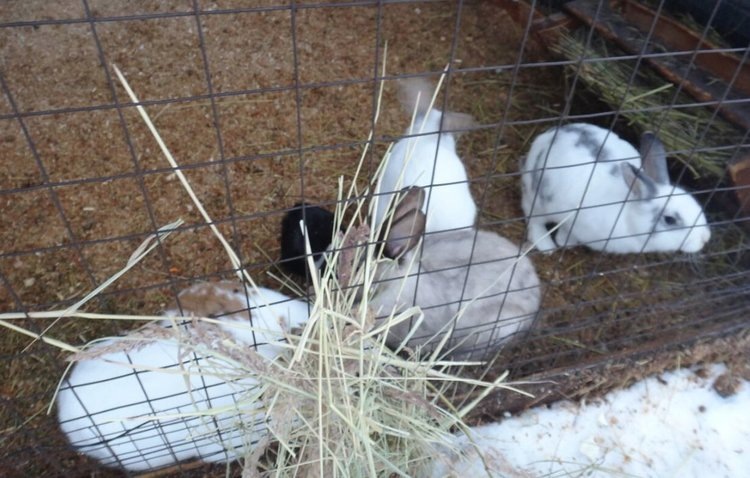    Утепление крольчатника к зиме – чем и зачем