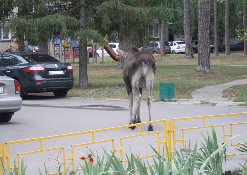 Снимок сделан, когда лосенок пытался оторваться как раз от отписанной в статье лайки. Правда, и место действия и время совсем другие, "чиха" тогда еще и в проекте не было.