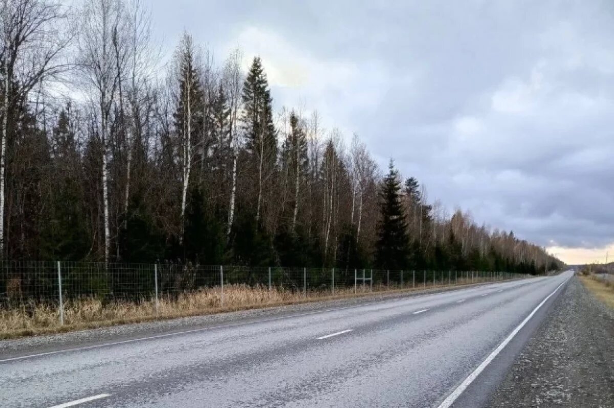    На трассе Ижевск — Ува поставили ограждения от диких животных