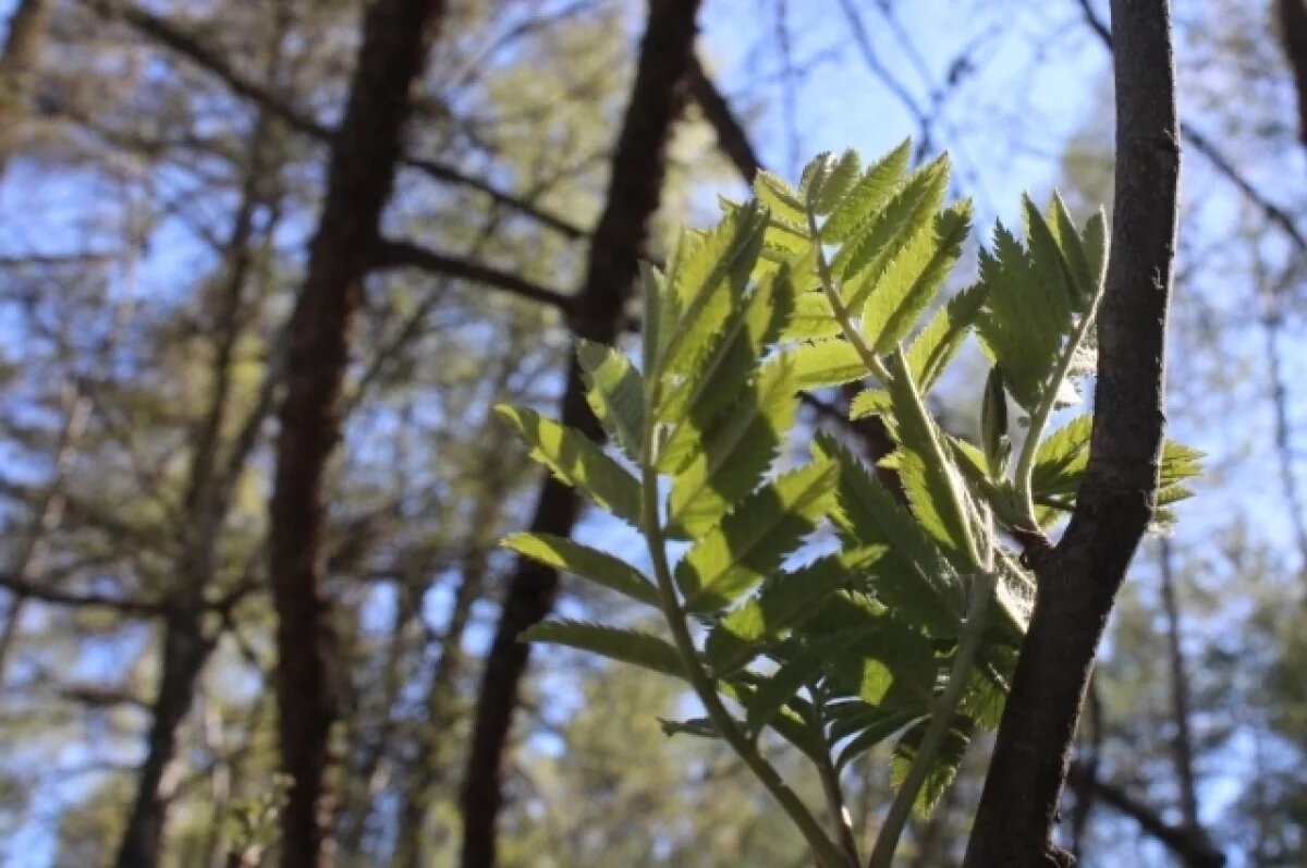    Благодаря нацпроекту на Кубани восстановлено 2,24 тысяч гектаров леса